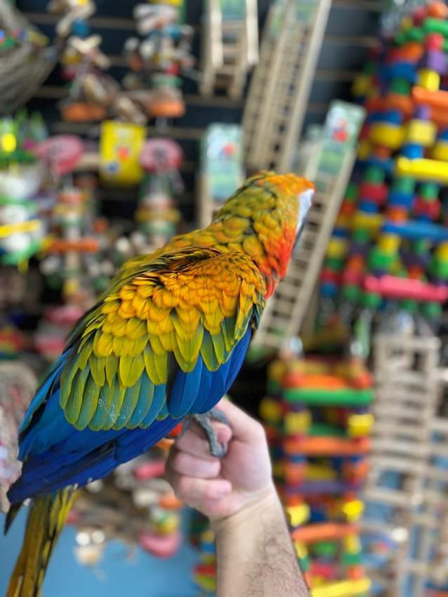 Hybrid Macaw - 1 - Birds  on Aster Vender