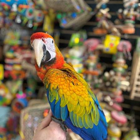 Hybrid Macaw - 0 - Birds  on Aster Vender