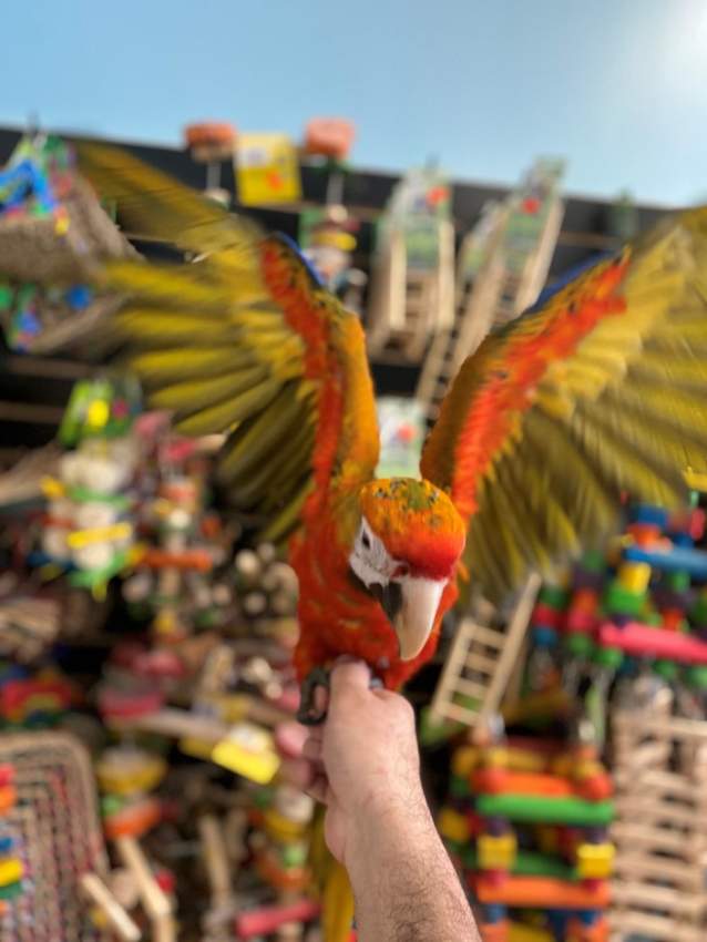 Hybrid Macaw - 2 - Birds  on Aster Vender