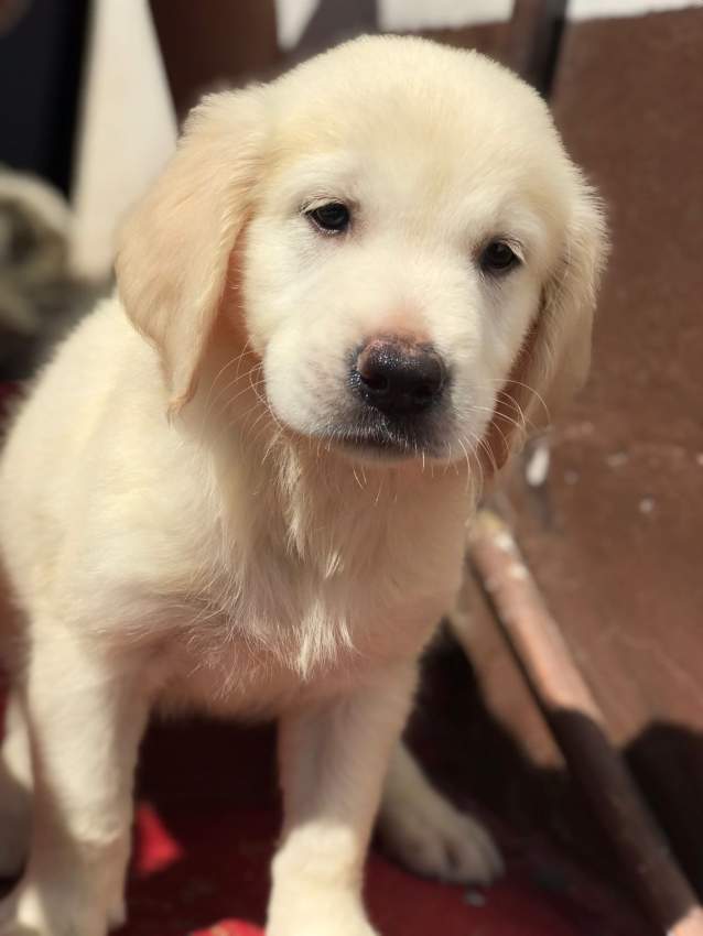 Golden Retriever puppies for sale  - 2 - Dogs  on Aster Vender