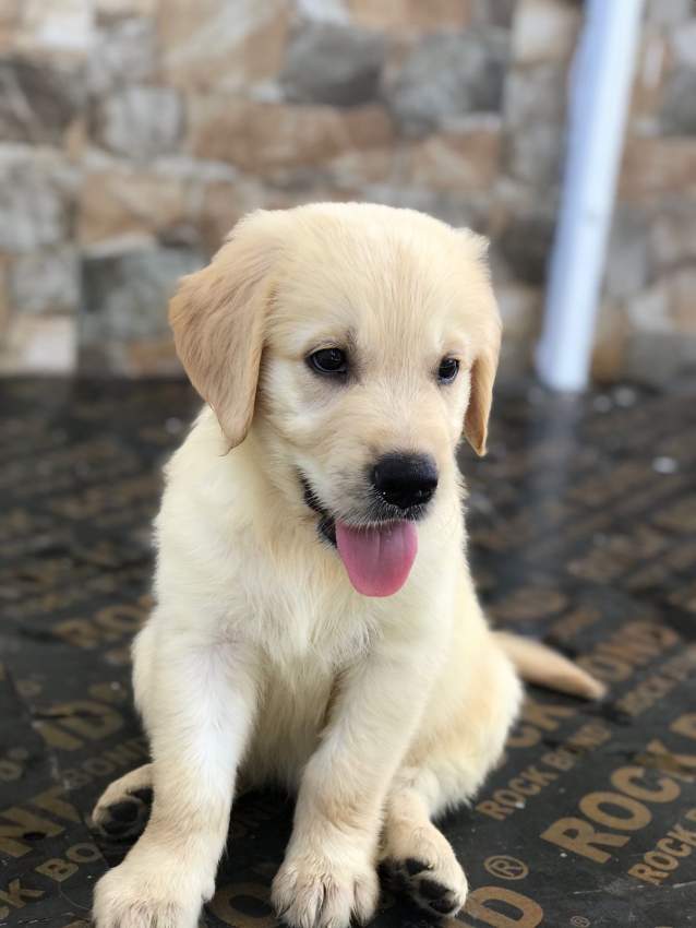 Golden Retriever puppies for sale  - 1 - Dogs  on Aster Vender