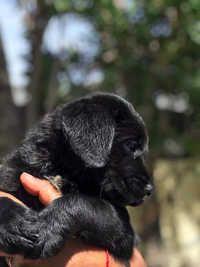 Labrador noir à vendre  - 1 - Dogs  on Aster Vender