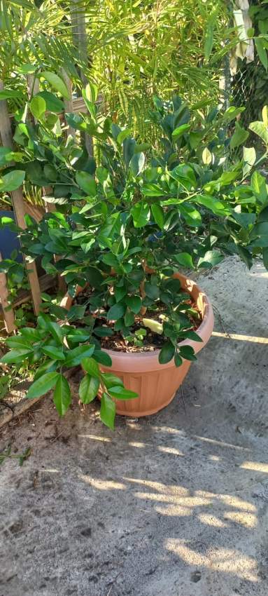 Plantes a vendre - 0 - Plants and Trees  on Aster Vender