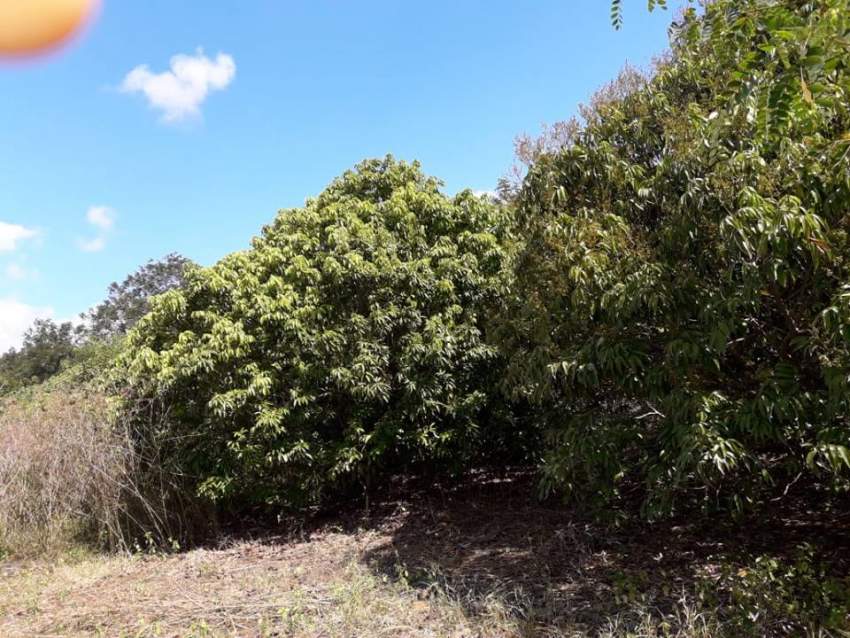 Terrain / Verger A Vendre - 0 - Land  on Aster Vender