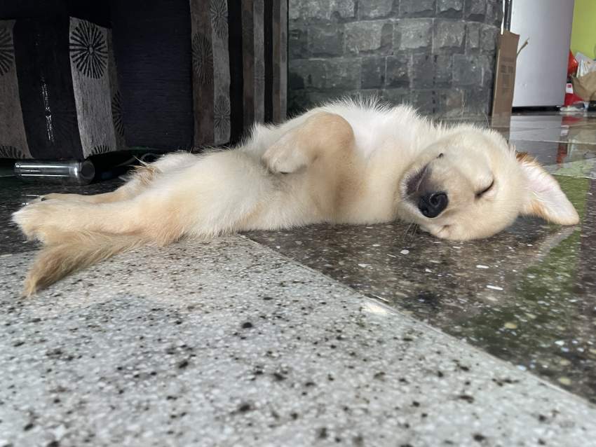 Labrador Puppy  - 4 - Dogs  on Aster Vender