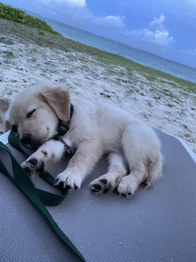 Labrador Puppy  - 6 - Dogs  on Aster Vender