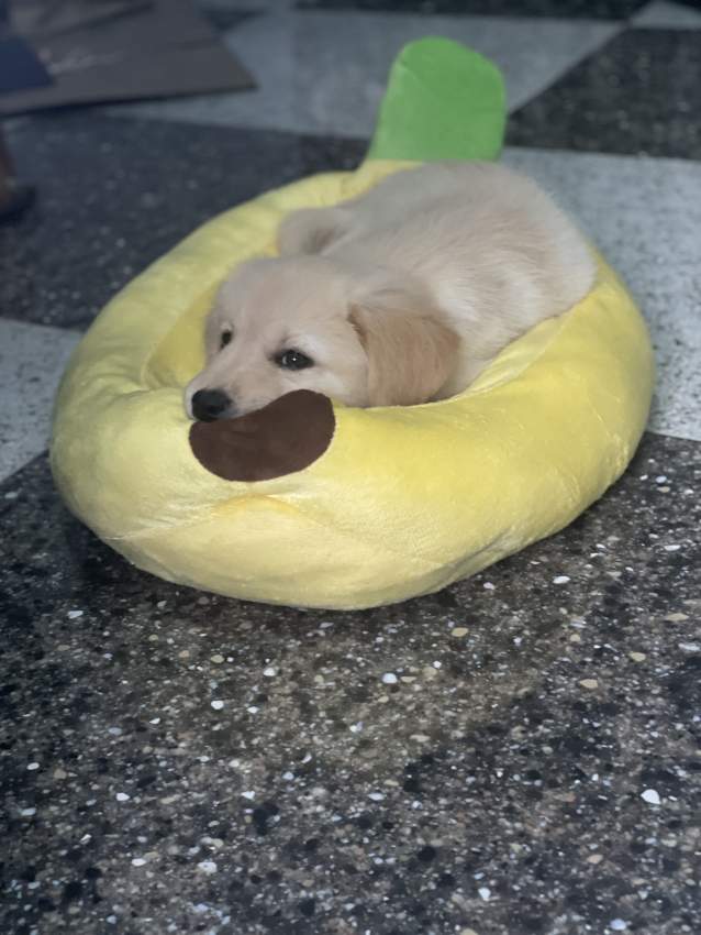 Labrador Puppy  - 0 - Dogs  on Aster Vender