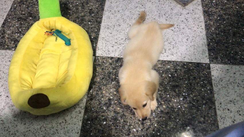 Labrador Puppy  - 5 - Dogs  on Aster Vender