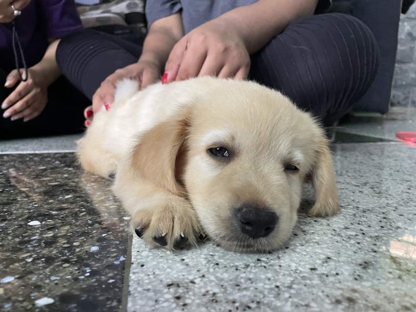 Labrador Puppy  - 3 - Dogs  on Aster Vender
