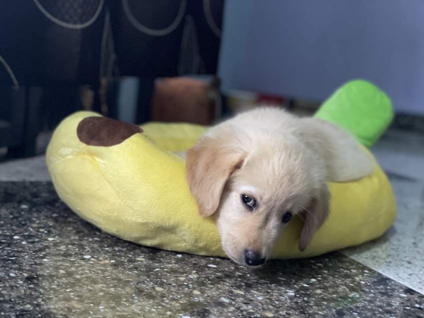 Labrador Puppy  - 2 - Dogs  on Aster Vender
