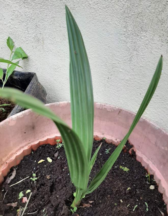 Palm tree from Tunisia Desert Oasis  - 10 - Plants and Trees  on Aster Vender