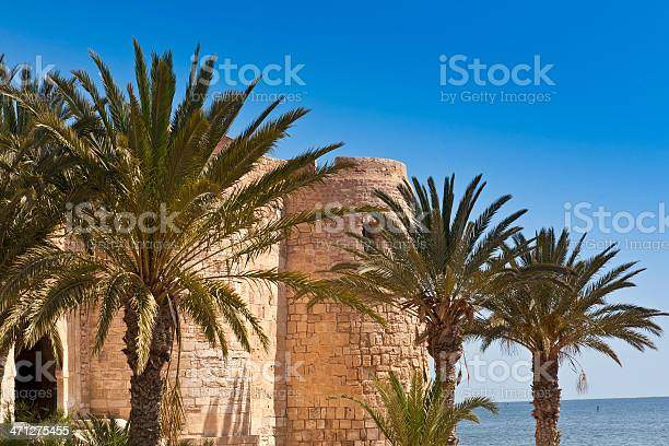 Palm tree from Tunisia Desert Oasis  - Plants and Trees on Aster Vender