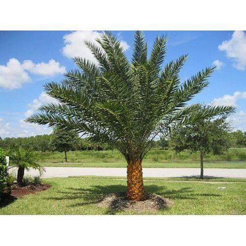Palm tree from Tunisia Desert Oasis  - 8 - Plants and Trees  on Aster Vender