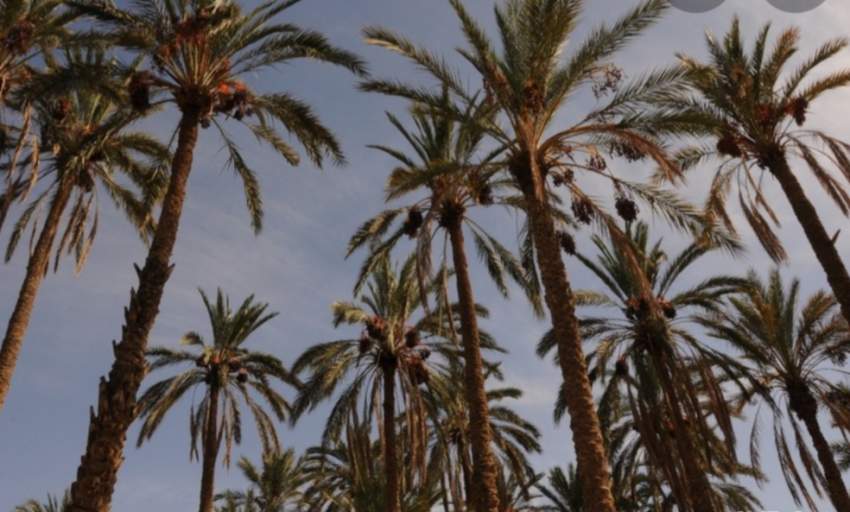 Palm tree from Tunisia Desert Oasis  - 1 - Plants and Trees  on Aster Vender