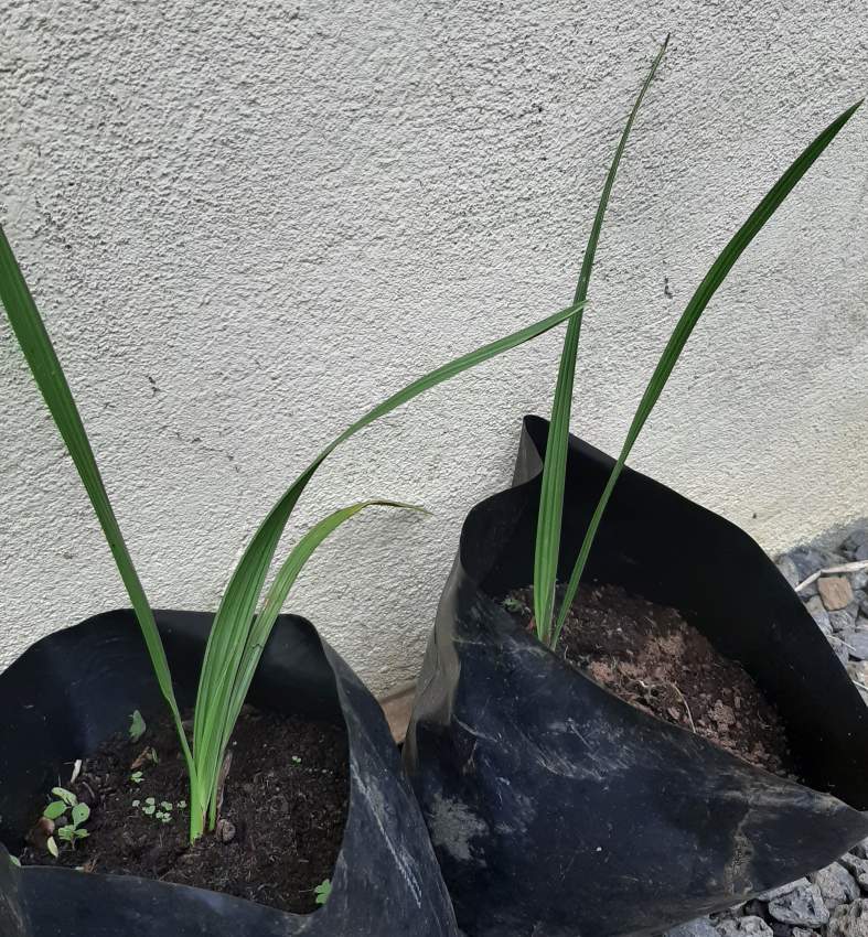 Palm tree from Tunisia Desert Oasis  - 9 - Plants and Trees  on Aster Vender