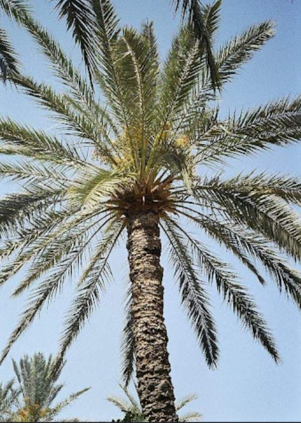 Palm tree from Tunisia Desert Oasis 