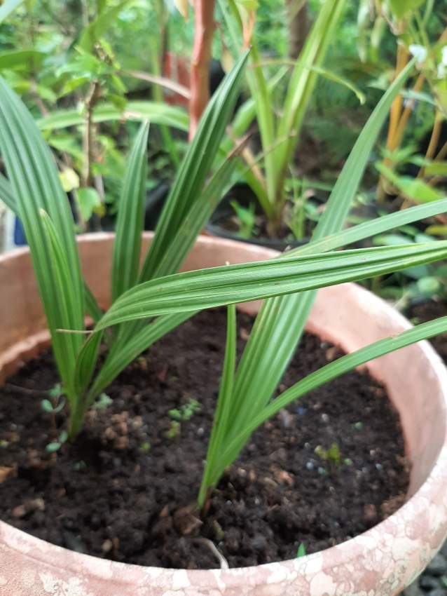 Palm tree from Tunisia Desert Oasis  - 2 - Plants and Trees  on Aster Vender