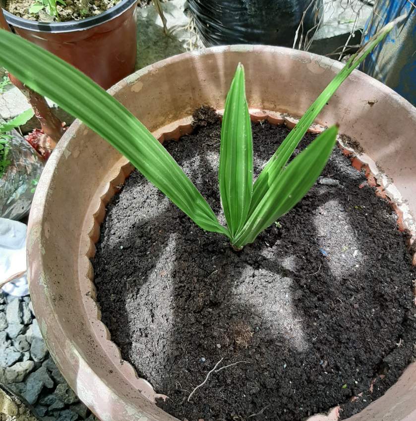 Palm tree from Tunisia Desert Oasis  - 6 - Plants and Trees  on Aster Vender