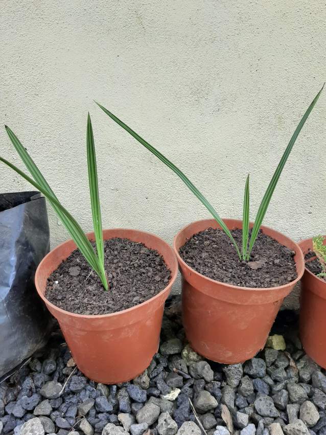 Palm tree from Tunisia Desert Oasis  - 3 - Plants and Trees  on Aster Vender
