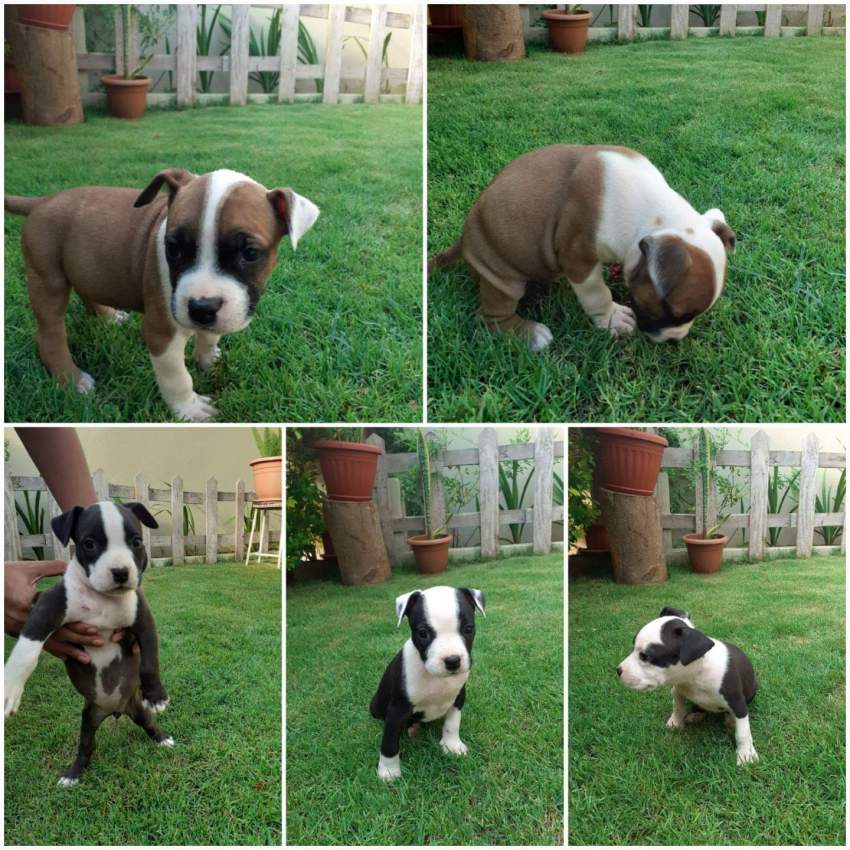 Dogs - American staff - 0 - Dogs  on Aster Vender