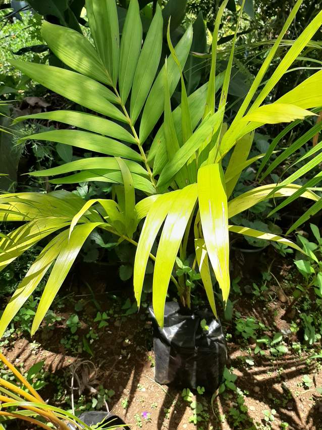 Small manilla palm trees 