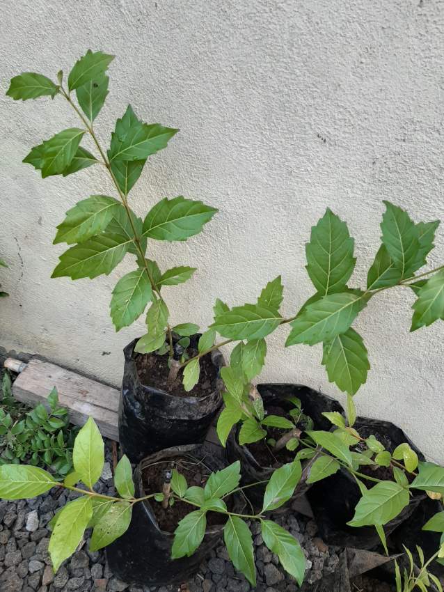 Hollandaise Orange leaves fall autumn trees - 2 - Plants and Trees  on Aster Vender
