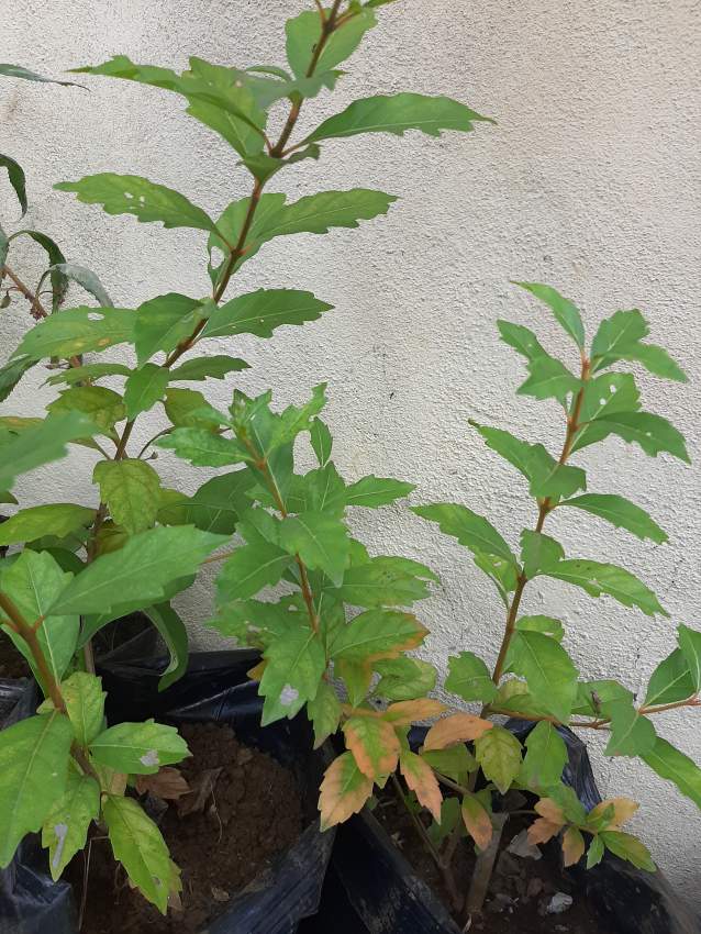 Hollandaise Orange leaves fall autumn trees - 6 - Plants and Trees  on Aster Vender