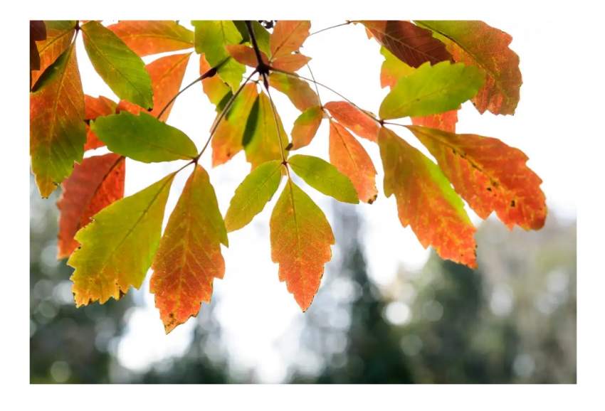 Hollandaise Orange leaves fall autumn trees - 4 - Plants and Trees  on Aster Vender