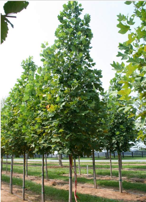 Hollandaise Orange leaves fall autumn trees - 1 - Plants and Trees  on Aster Vender