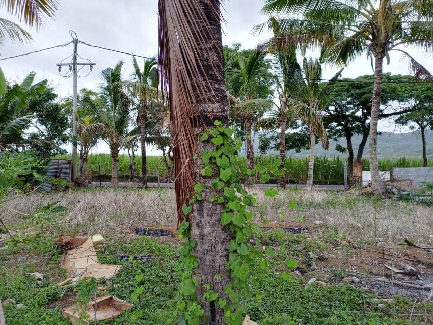 Land For Sale - 0 - Other services  on Aster Vender