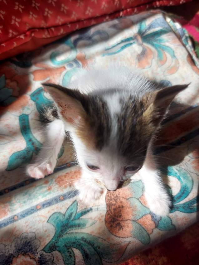 Cats for adoption - 3 - Cats  on Aster Vender