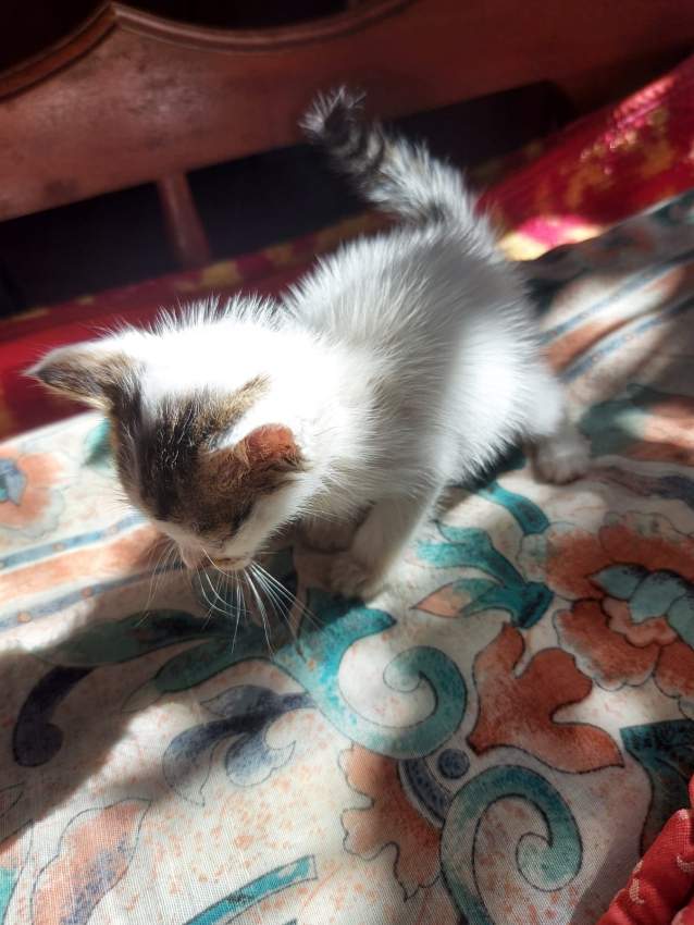 Cats for adoption - 2 - Cats  on Aster Vender