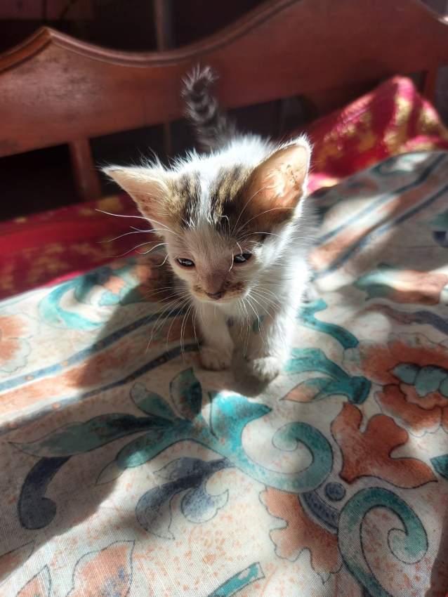 Cats for adoption on Aster Vender