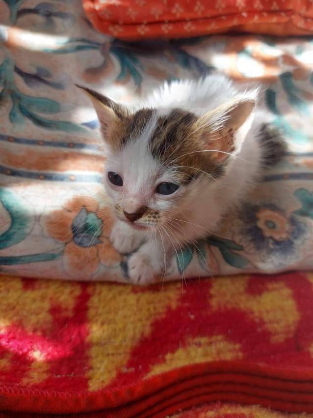 Cats for adoption - 1 - Cats  on Aster Vender