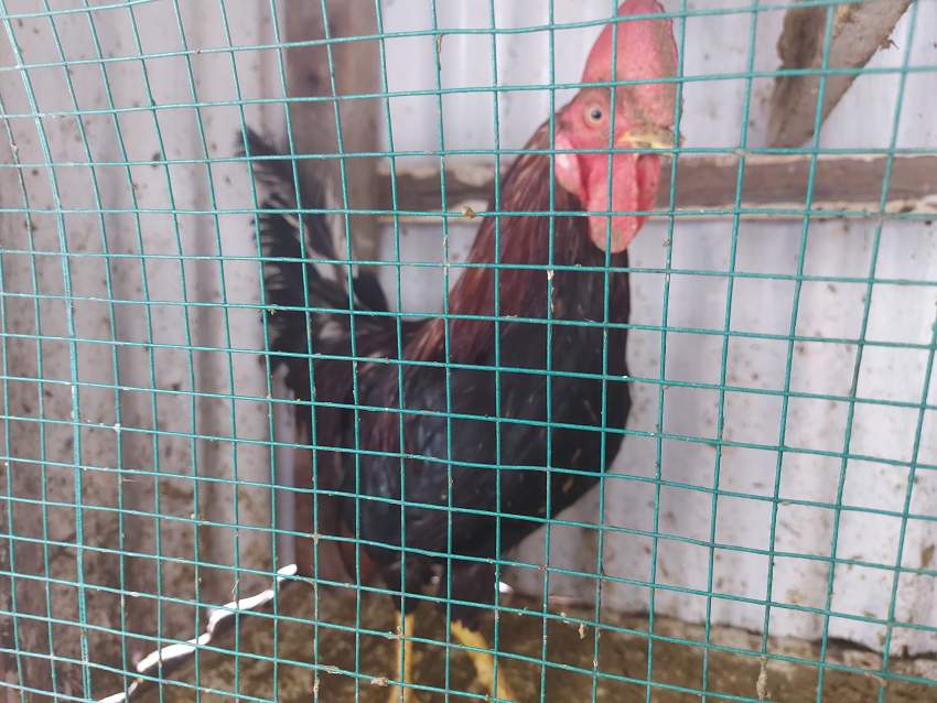 Poules à vendre  - 1 - Other Pets  on Aster Vender