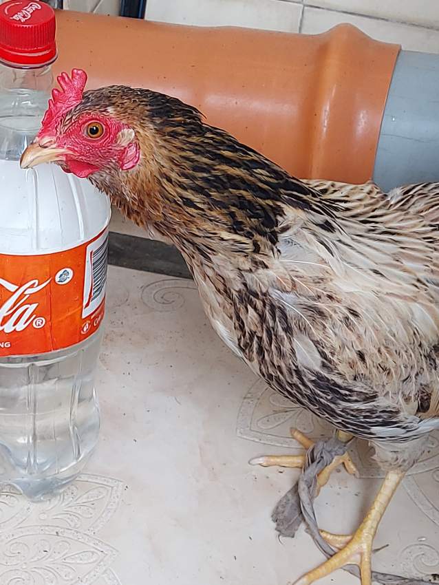 Poules à vendre  - 3 - Other Pets  on Aster Vender