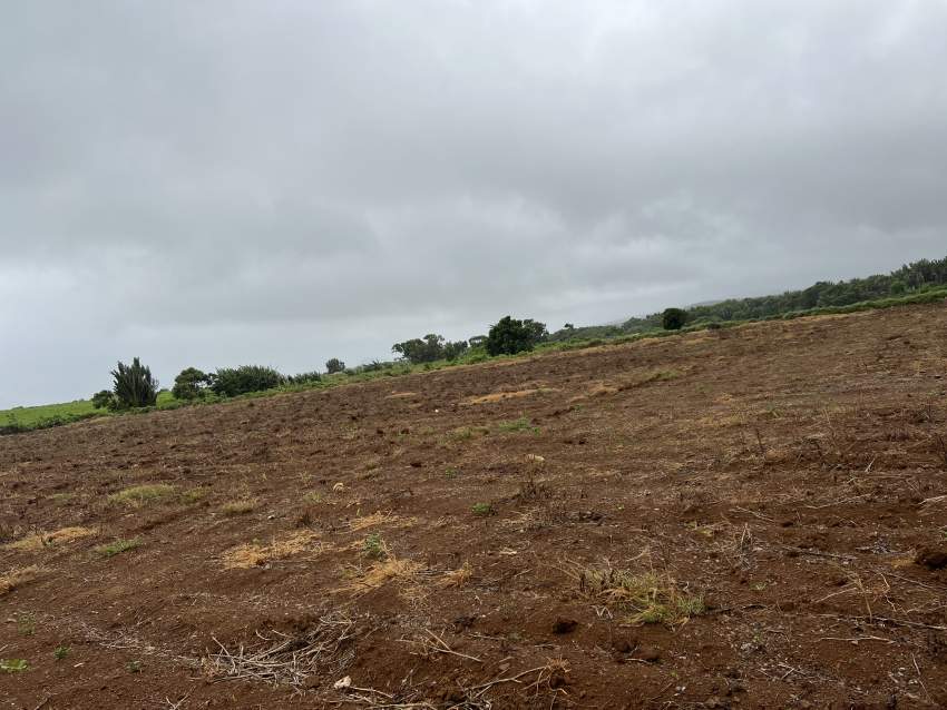 Agricultural Land- Henrietta Tamarind Falls - 0 - Land  on Aster Vender