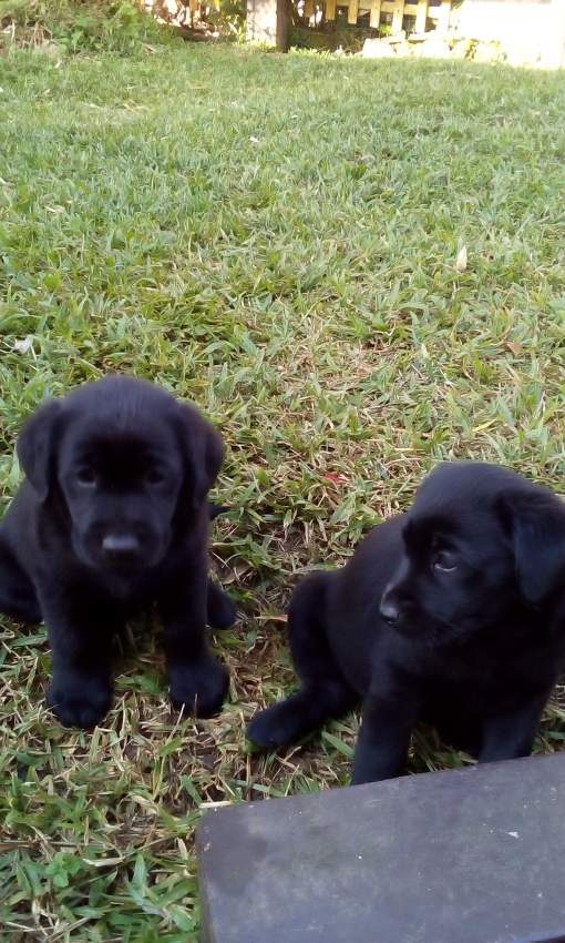Labrador - 0 - Dogs  on Aster Vender