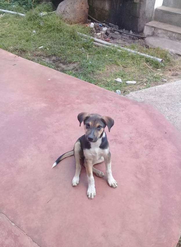 A dog mixes a German shepherd and short-haired collie  - 1 - Dogs  on Aster Vender