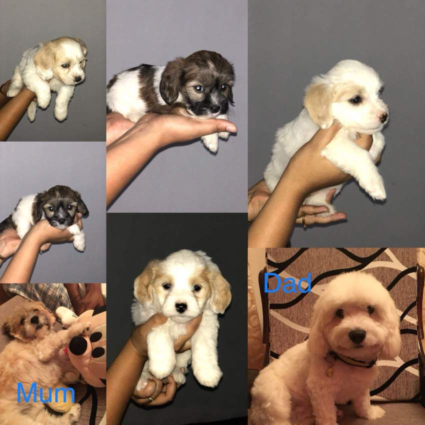 Griffon dogs - 0 - Dogs  on Aster Vender