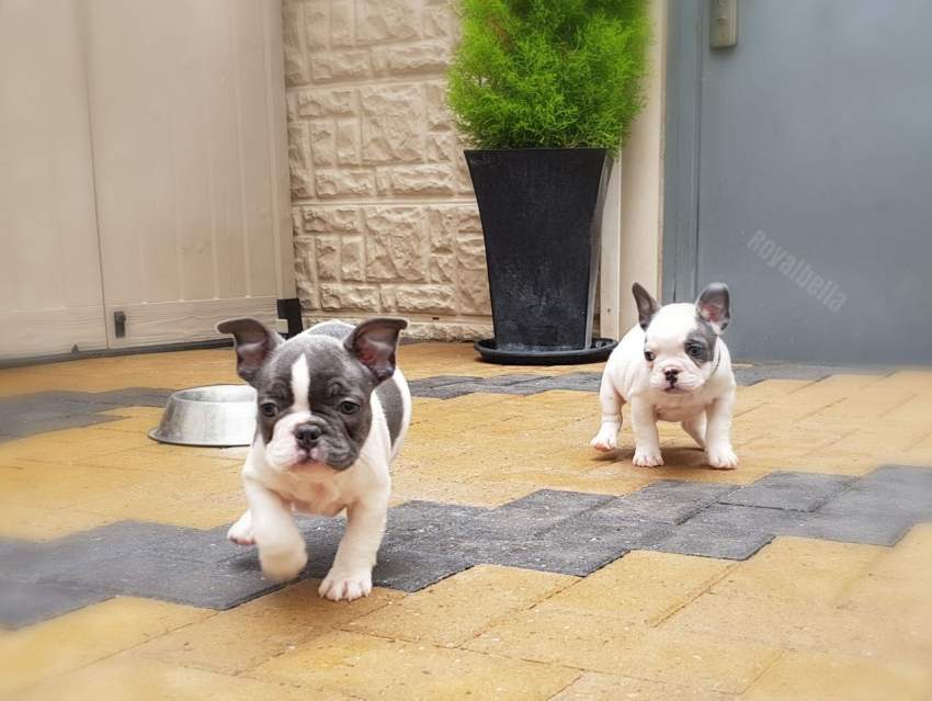 Adorable French Bulldog puppies - 0 - Dogs  on Aster Vender