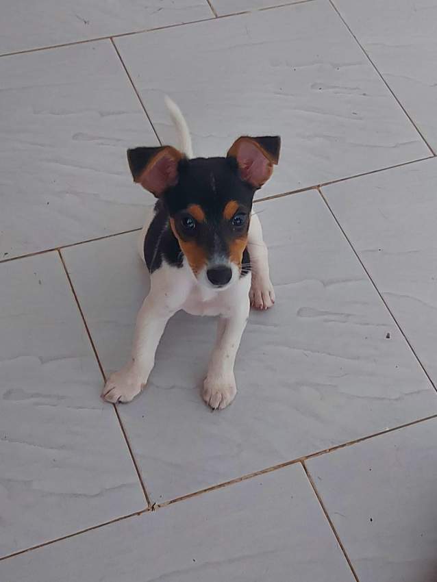 Chiot A Vendre - 1 - Dogs  on Aster Vender