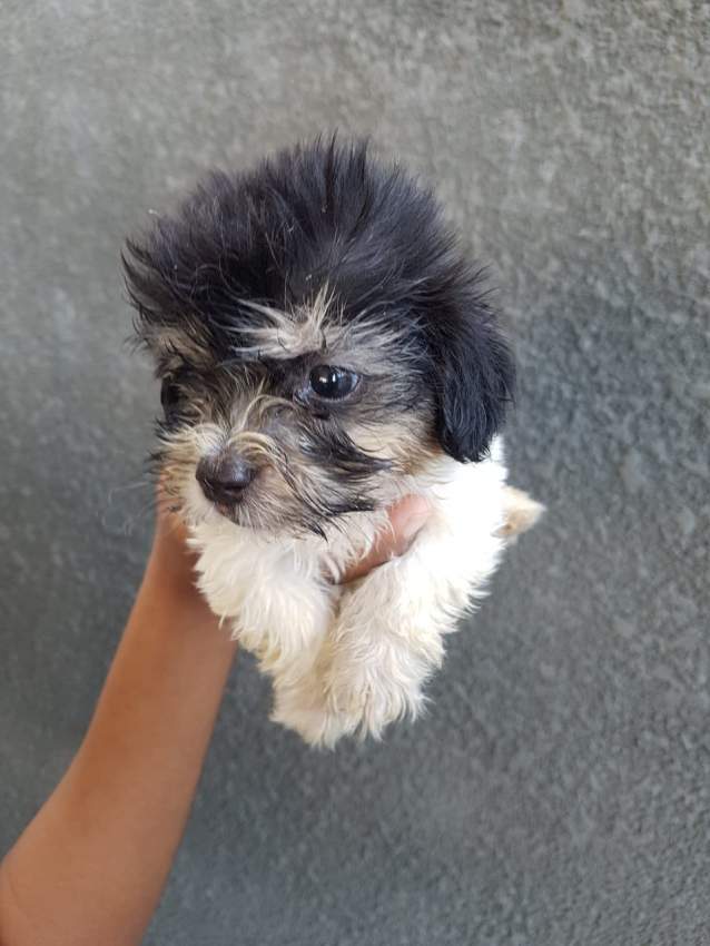 Griffons Nains Pursang - 9 - Dogs  on Aster Vender