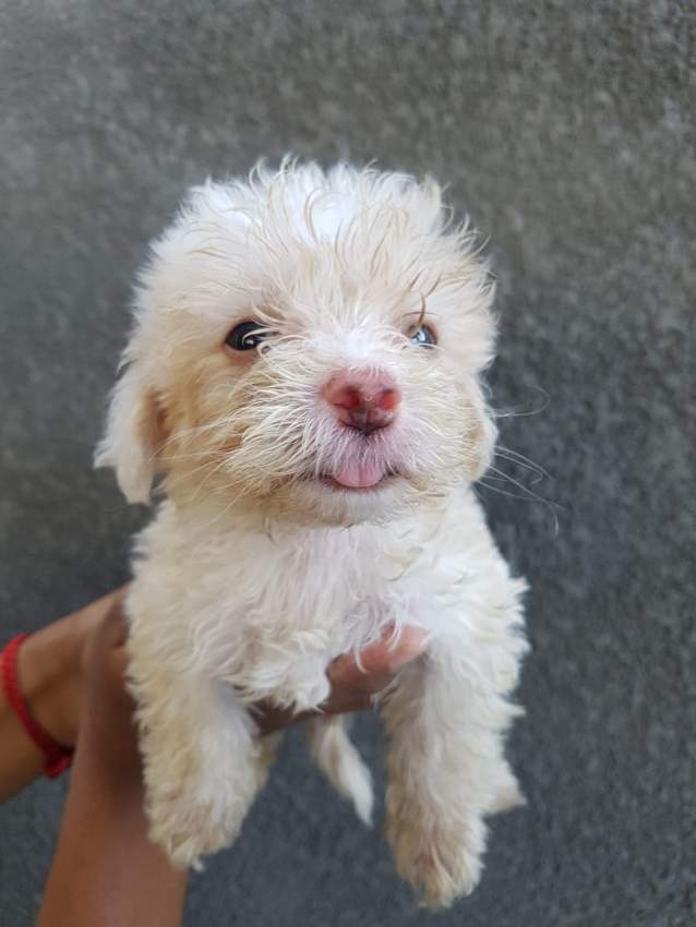 Griffons Nains Pursang - 7 - Dogs  on Aster Vender