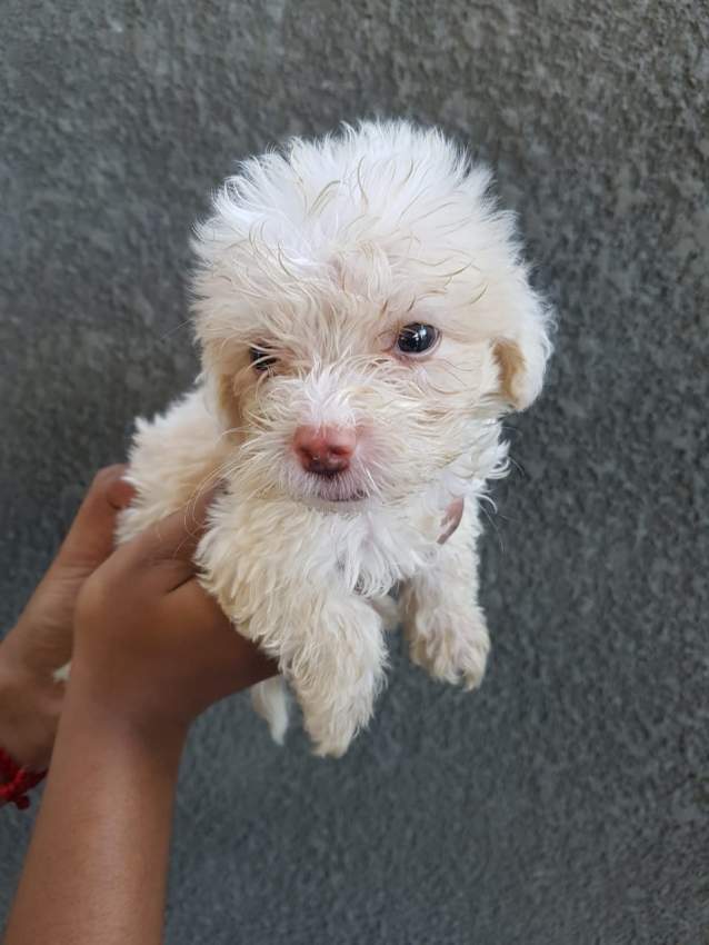 Griffons Nains Pursang - 8 - Dogs  on Aster Vender