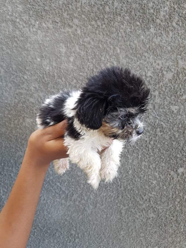 Griffons Nains Pursang - 0 - Dogs  on Aster Vender