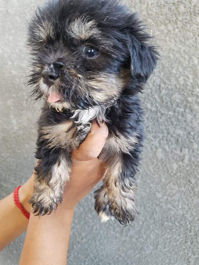 Griffons Nains Pursang - 5 - Dogs  on Aster Vender