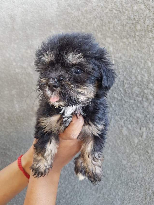 Griffons Nains Pursang - 4 - Dogs  on Aster Vender