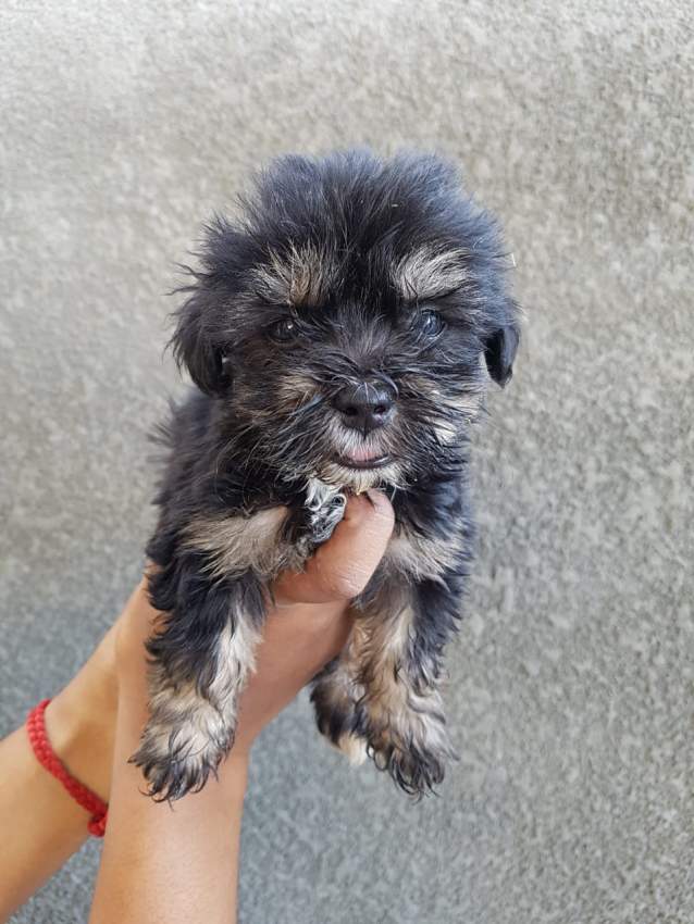 Griffons Nains Pursang - 2 - Dogs  on Aster Vender