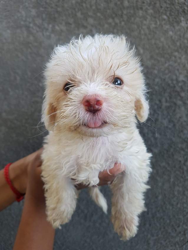 Griffons Nains Pursang - 6 - Dogs  on Aster Vender